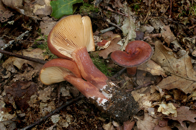 Lactarius fulvissimus